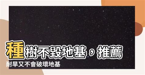 不會破壞地基的樹種|【不會竄根的樹】錯選樹種毀結構！房前屋後「不會竄根」4種樹。